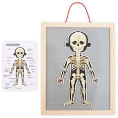 Mamabrum Magnetické hádanky - Věda o anatomii - Lidské tělo