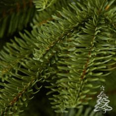 Vánoční stromek Jedle Normandská 250 cm