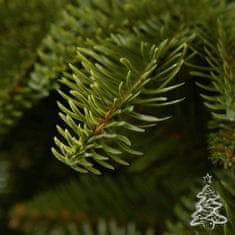 Vánoční stromek Jedle Normandská 180 cm