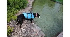 Merco Dog Swimmer plovací vesta pro psa modrá, M