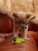 Japan Premium Měkká 3D hračka pro kočky s matatabi na čištění zubů ve tvaru myši