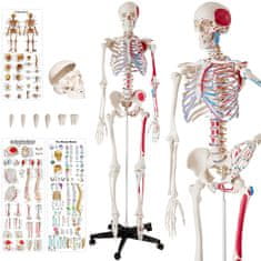 tectake Anatomický model lidská kostra 180cm s označením svalů a kostí