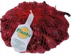 Planta Červená jarní cibulka na sázení Karmen 0,5 kg