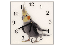 Glasdekor Nástěnné hodiny 30x30cm papoušek korela na bílém pozadí - Materiál: kalené sklo