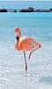 Plážová osuška 12047 Flamingo