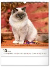 Grooters Nástěnný kalendář Kočky 2024, 30 × 34 cm