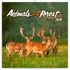 Grooters Poznámkový kalendář Zvířátka z lesa 2024, 30 × 30 cm