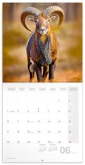 Grooters Poznámkový kalendář Zvířátka z lesa 2024, 30 × 30 cm