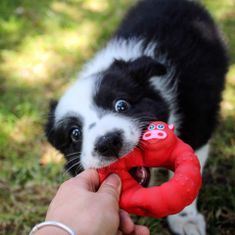 Akinu hračka pro psa latex kousátko červené 9cm