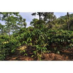 COFFEEDREAM Káva INDIE PLANTATION BABABUDANGIRI - Hmotnost: 1000g, Typ kávy: Zrnková, Způsob balení: běžný třívrstvý sáček
