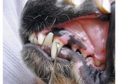 Show tech Oboustranná škrabka na odstranění zubního kamene psů