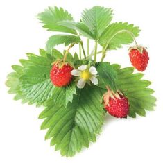 Click and Grow lesní jahody, kapsle se semínky a substrátem 3ks
