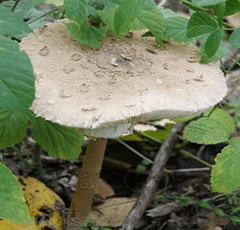 PLANTO Bedla vysoká (Macrolepiota procera) mycelium 750ml PO-SM-BV