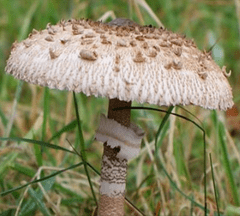 PLANTO Bedla vysoká (Macrolepiota procera) mycelium 750ml