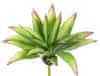 Aloe zelená v27 cm (FB109933800)