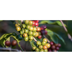 COFFEEDREAM Káva UGANDA ZESUI WOMEN - Hmotnost: 100g, Typ kávy: Zrnková, Způsob balení: běžný třívrstvý sáček, Stupeň pražení: pražení na FILTR ( světlé )