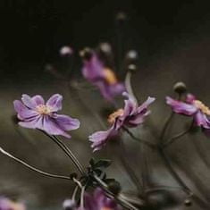 Intesi Difuzér Premium Reed 3l Černá orchidej a lilie