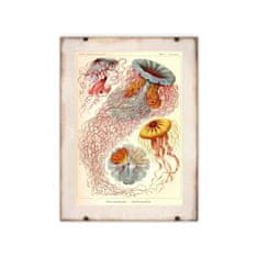 Vintage Posteria Dekorativní plakát Medusa Haeckel Ernst A4 - 21x29,7 cm