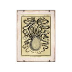 Vintage Posteria Dekorativní plakát Octopus Haeckel Ernst A2 - 42x59,4 cm