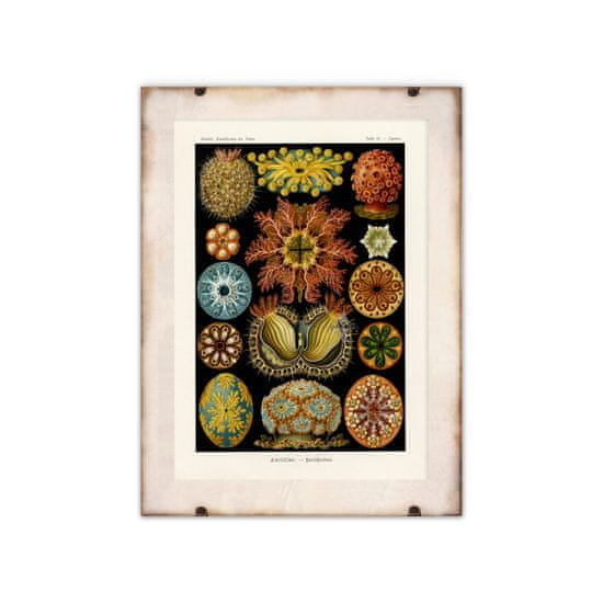 Vintage Posteria Dekorativní plakát Ascidiae Haeckel Ernst