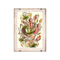 Vintage Posteria Dekorativní plakát Masožravá rostlina Ernst Haeckel A1 - 59,4x84,1 cm
