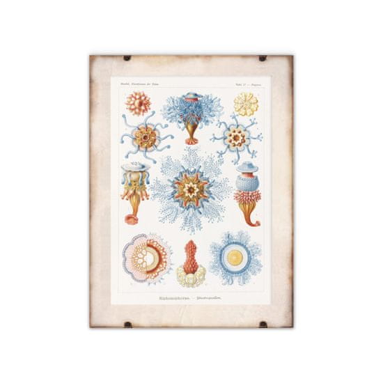 Vintage Posteria Dekorativní plakát Sifonophorae Ernst Haeckel