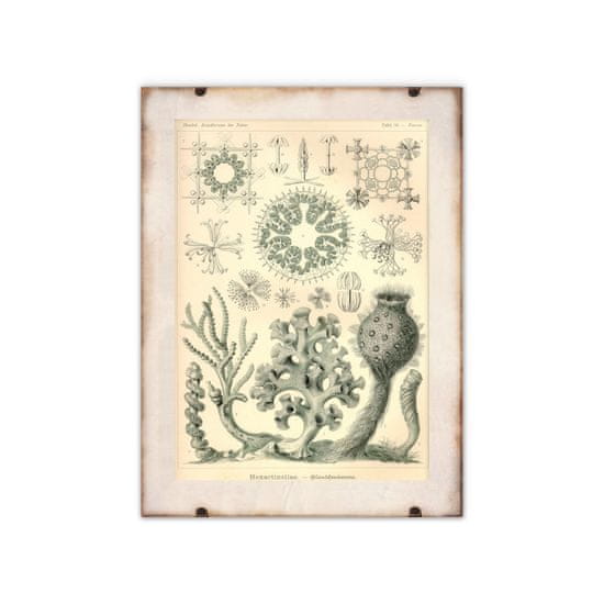 Vintage Posteria Dekorativní plakát Xexactinellae Ernst Haeckel