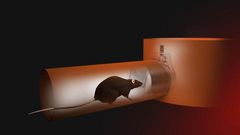 COPY Krysa blokátor 6 palců nerez RatWall Metex / Anti Krysí bariéra / blokátor potkanů 150-160mm