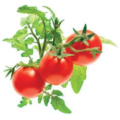 Click and Grow mini rajčata, kapsle se semínky a substrátem 3ks