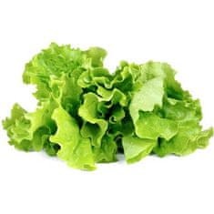 Click and Grow zelený salát, kapsle se semínky a substrátem 3ks