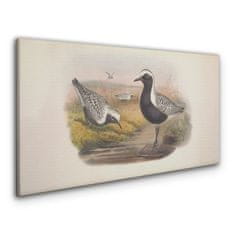 COLORAY.CZ Obraz na plátně Zvířata ptáků 120x60 cm