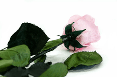 IDARY Stabilizovaná růže se stonkem v dárkové krabičce 50cm - růžová