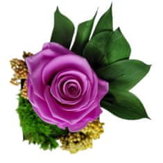 IDARY Stabilizovaná růže v dřevěném květináči malá - fialová