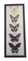 PETOS Trading Co. Obraz s motýli – Lemon Emigrant, Common Jay, Lime Butterfly, Dark Blue Tiger, Common Mormon