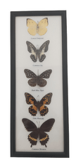 PETOS Trading Co. Obraz s motýli – Lemon Emigrant. Common Jay, Dark Blue Tiger, Lime Butterfly, Common Mormon