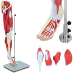 Greatstore 3D anatomický model svalů lidské nohy