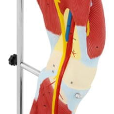 Greatstore 3D anatomický model svalů lidské nohy