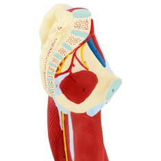 shumee 3D anatomický model svalů lidské nohy