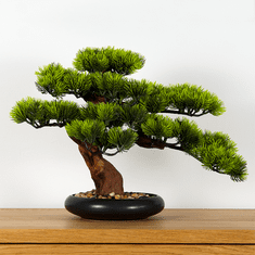 Bondek Pokojová dekorativní bonsai - Borovice (PN-7)