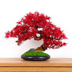 Bondek Pokojová dekorativní bonsai - javor, výška 37 cm (PN-72)