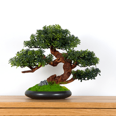 Bondek Pokojová dekorativní bonsai - crassula, výška 37 cm (PN-70)