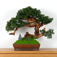 Bondek Pokojová dekorativní bonsai - crassula, výška 50 cm (PN-66)