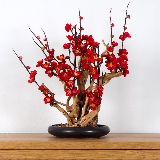 Bondek Pokojová dekorativní bonsai - Red plum (PN-38)