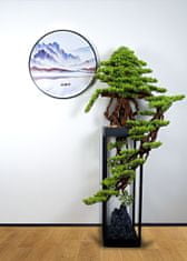 Bondek Pokojová dekorativní kaskádovitá bonsai - Borovice (PN-75)