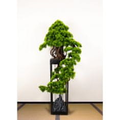 Bondek Pokojová dekorativní kaskádovitá bonsai - Borovice (PN-76)