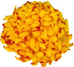 Chryzantéma vosková - žlutočervená (14 cm) - 24 ks