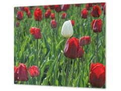Glasdekor Ochranná deska červený a bílý tulipán - Ochranná deska: 65x65cm, Lepení na zeď: Bez lepení na zeď