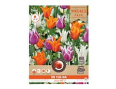 Ceramicus Směs PROMO tulipán liliokvětý LAYLA MIX 20ks