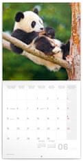 Kalendář 2023 poznámkový: Pandy, 30 × 30 cm