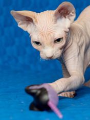 Japan Premium Plastová myška s matatabi na masáž dásní a čištění zubů koček